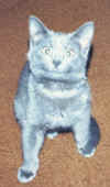 Smokie-Goofy_Kitten_small.jpg (3066 bytes)